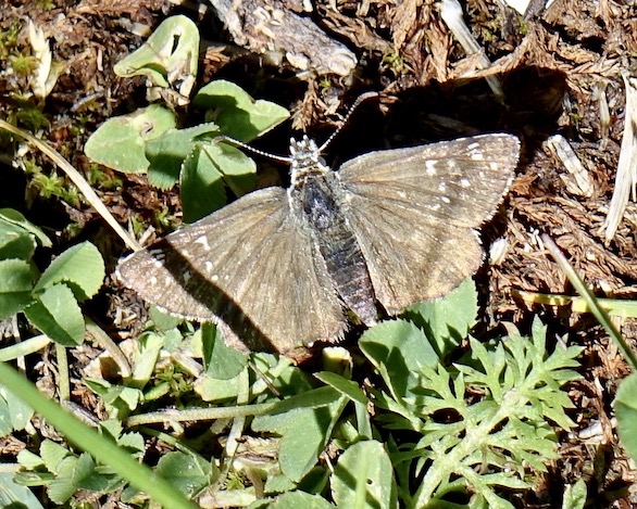 olive skipper